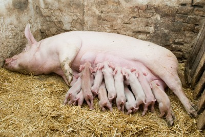 piglets-suckling-picture